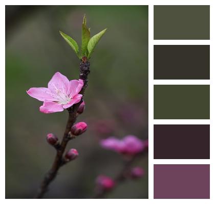 Pink Peach Blossom Flowers Image